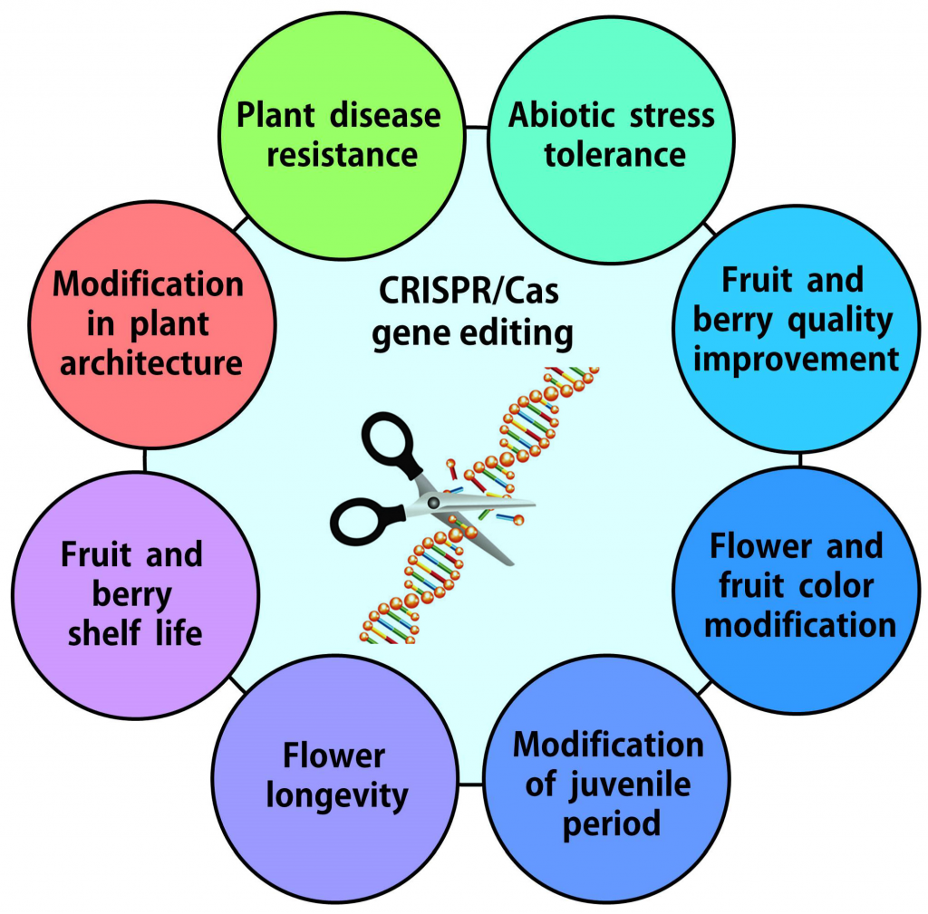 a-new-method-of-genome-editing-may-improve-agricultural-production-by